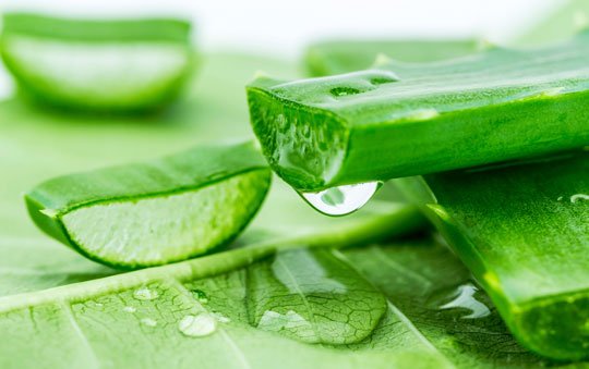 aloe-vera