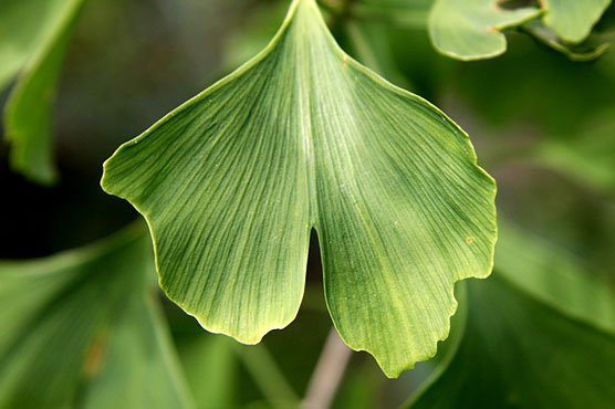 ginkgo-biloba